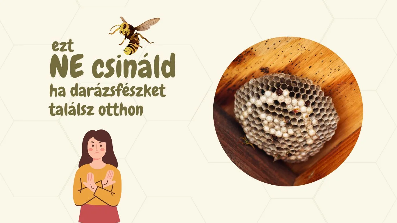 Ezt be csináld, ha darázsfészket találsz otthon